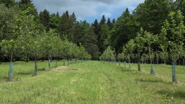 İyi planlanmış bir meyve bahçesi. ...