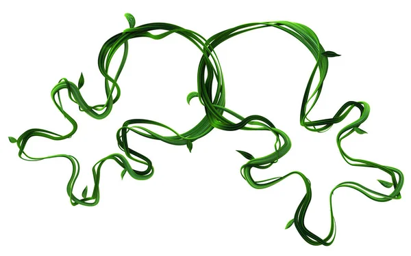 植物藤蔓绿色生长大头像连在一起 3D图解 过白色 — 图库照片