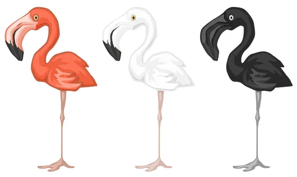 Flamingo Bird Standing Pink Black White Color Cartoon Design Element — Stock Vector