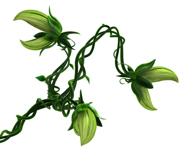 生长着绿色的食用藤蔓 有几个头 3D图例 水平的 孤立的 白色的 — 图库照片