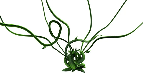 Plante Viță Vie Verde Creștere Răsucire Sursă Răspândită Larg Ilustrație — Fotografie, imagine de stoc