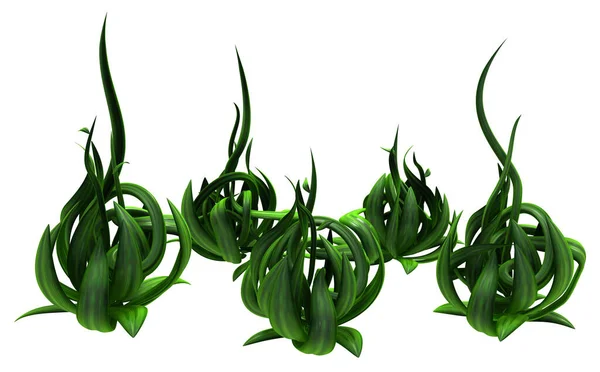 Plant Vines Green Growing Twisting Budding Bunch Five Illustration Horizontal — 스톡 사진
