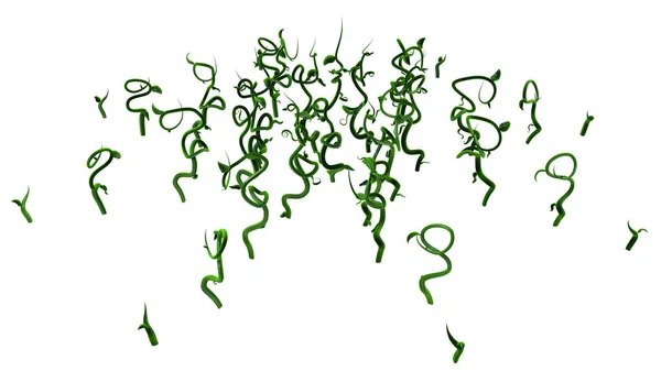 Plantaardige Wijnstokken Groen Groeiend Verdraaid Jong Groeigebied Illustratie Horizontaal Geïsoleerd — Stockfoto