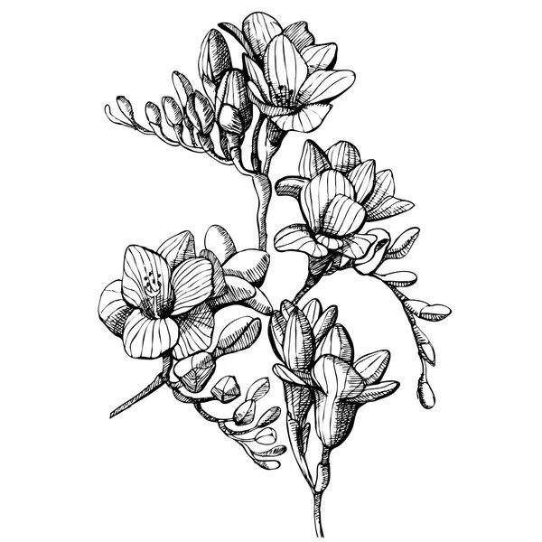 Croquis de fleurs — Image vectorielle