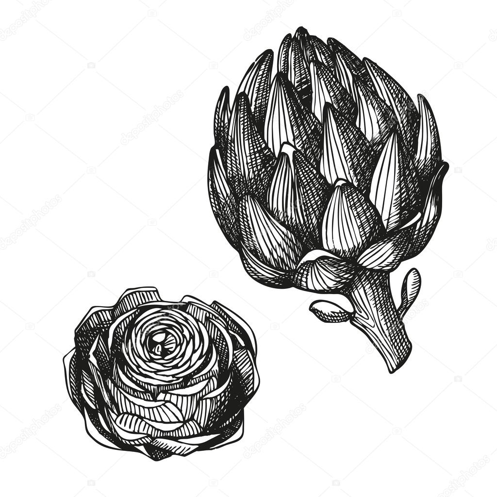 Sketch of artichoke