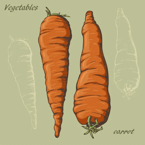 Warna wortel - Stok Vektor