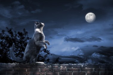 ay ışığında duran kedi