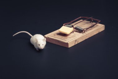mouse near ouse trap with copy space clipart