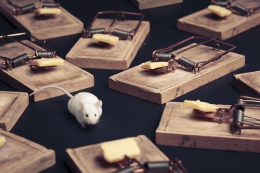 birden çok fare kapanları koyu arka plan üzerine peynir ile