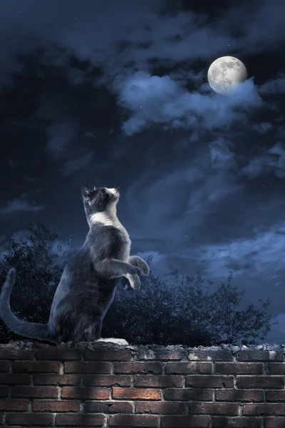 Chat de ruelle debout au clair de lune — Photo