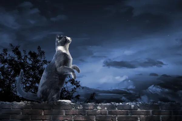 Alley cat standing in the moonlight — Stock Photo, Image