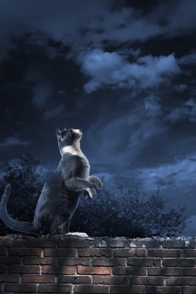 Gato callejero de pie a la luz de la luna —  Fotos de Stock