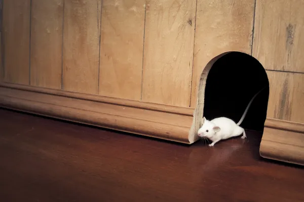 Eine Maus kommt aus ihrem Loch — Stockfoto