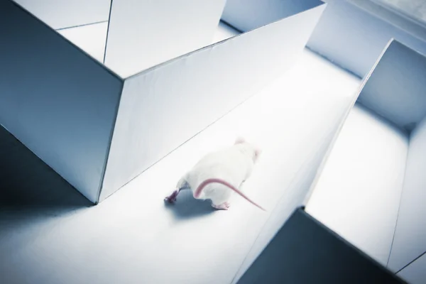 Mouse all'interno di un labirinto con illuminazione drammatica — Foto Stock