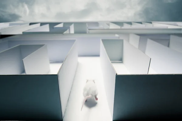 Mouse all'interno di un labirinto con illuminazione drammatica — Foto Stock