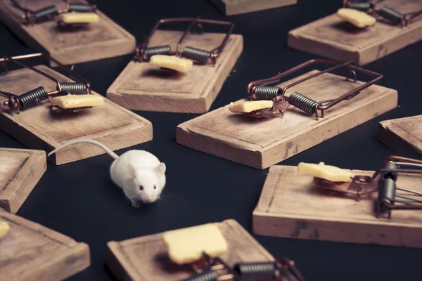 Multiple mouse traps with cheese on a dark background — Stock Photo, Image