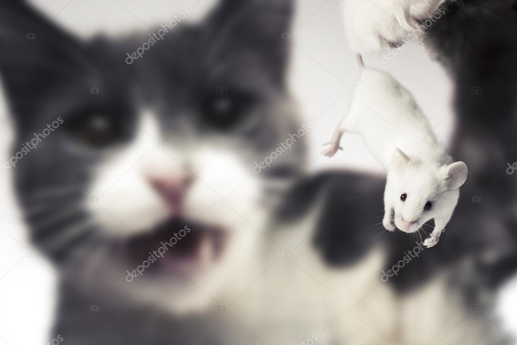 Cat holding a mouse about to eat it
