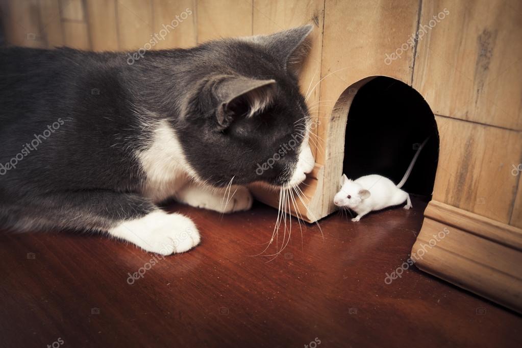y raton fotos de stock, imágenes de Gato raton sin royalties | Depositphotos