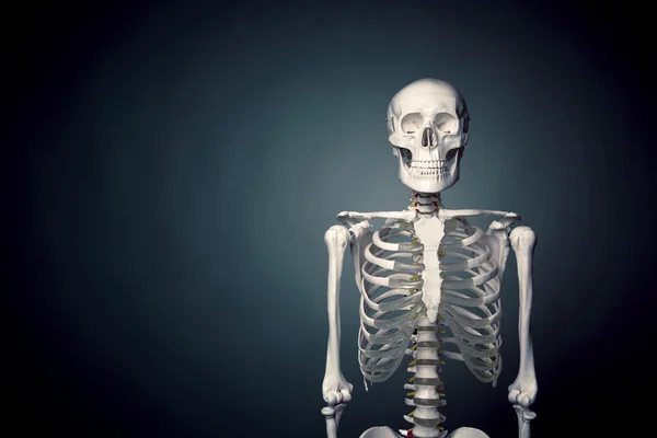 Human skeleton body on a grey background — Stock Photo, Image