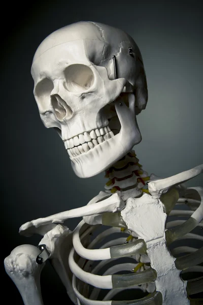 Szkielet ciała ludzkiego na szarym tle — Zdjęcie stockowe