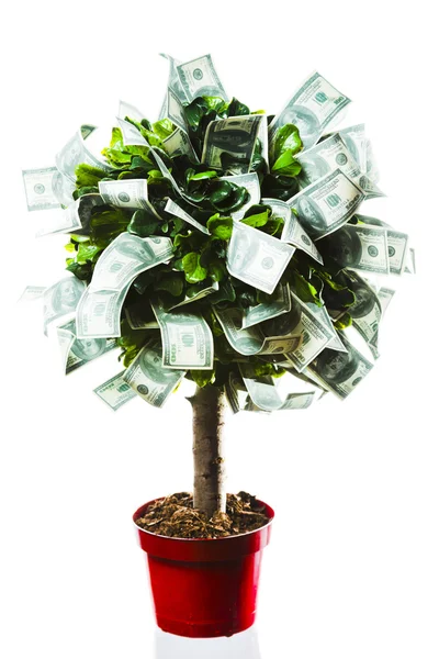 Concepto, árbol del dinero en la hierba aislada —  Fotos de Stock