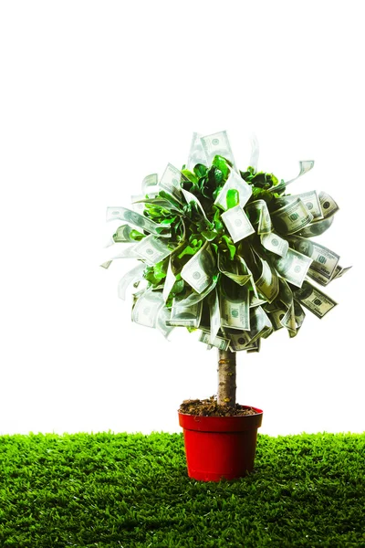 Conceito, árvore de dinheiro na grama isolada — Fotografia de Stock