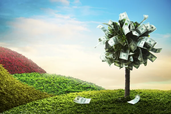 Concept, money tree on grass — Stock Photo, Image