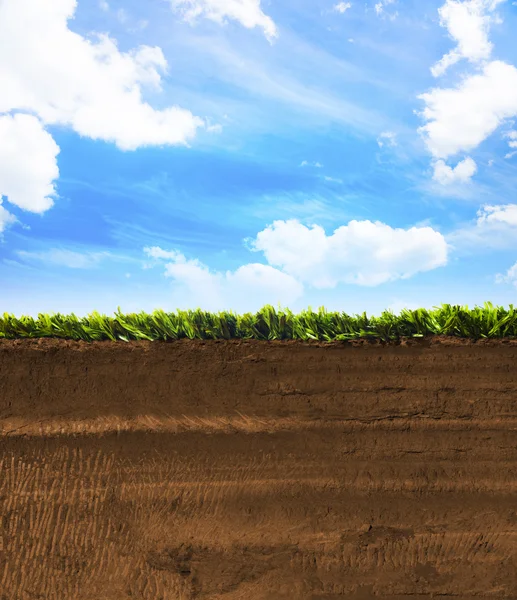 Sección transversal de hierba con cielo azul — Foto de Stock