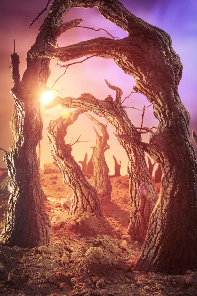夜明けに魔法の森 — ストック写真