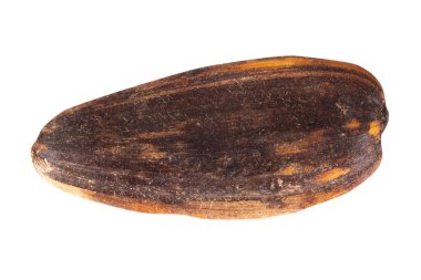 Beyaz arka plan üzerinde izole Ayçekirdeği kazık.