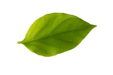 Beyaz arkaplanda yaprak izole edildi.