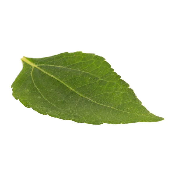 Leaf Isolated White Background — Stock Photo, Image