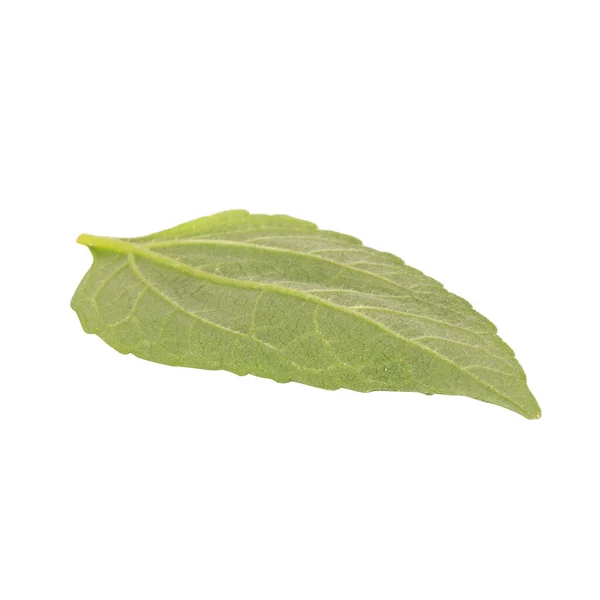 Leaf Isolated White Background — Stock Photo, Image