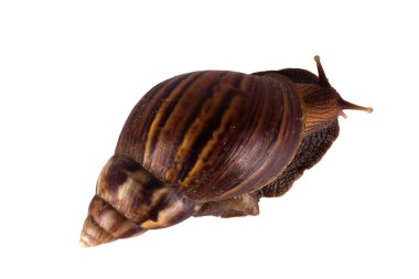 Beyaz arkaplanda izole edilmiş salyangoz.