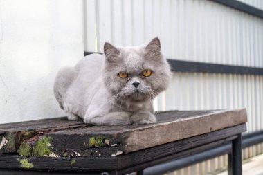 Kedi grisi evcil hayvan çok şirin..