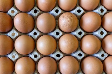 Yumurta paneli yemeği taze organik gıda.