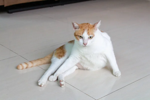 Кошка Белый Оранжевый Сидеть Милый Домашний Кот — стоковое фото