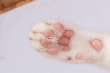 kedi pençesi yakın plan beyaz arkaplanda izole.