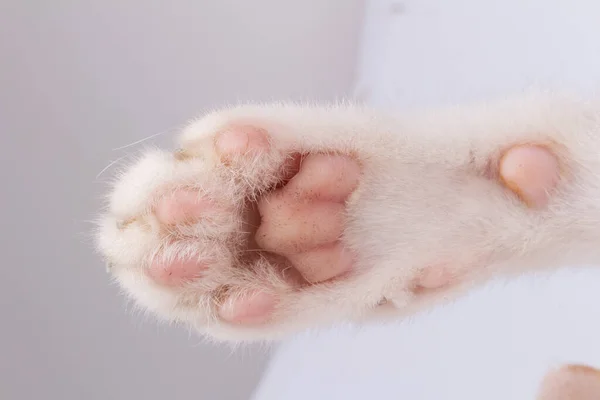 kedi pençesi yakın plan beyaz arkaplanda izole.