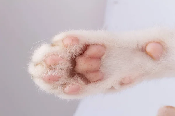 Cat Paw Closeup Isolated White Background Stok Gambar