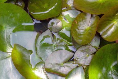 lotus leaf top view plant.
