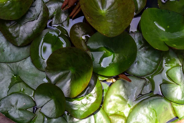 Lotus Leaf Top View Plant — Stockfoto