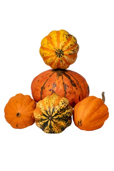 Montón Calabazas Comienzo Otoño Cosecha Diferentes Tipos Calabazas Decorativas Colores — Foto de Stock