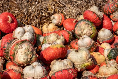 Güneşli bir sonbahar gününde pazarda Bishops şapkası, Turkuaz ya da Turkuaz türban kabağı koleksiyonu. Doğal sağlık ve beslenme kavramı için güzel bir altyapı..