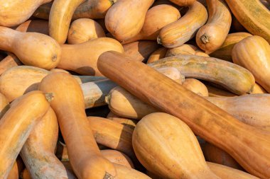 Güneşli bir sonbahar gününde pazarda büyük bir Lungo di Napoli (Cucurbita) balkabağı koleksiyonu. Doğal sağlık ve beslenme kavramı için güzel bir altyapı..
