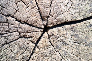 Ahşap doku arka planı. Çatlak ve yıllık halkaları olan eski bir ağaç gövdesine yakın çekim. Eski tip ahşap arka plan. Makro.