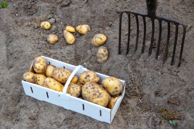 Harvesting potatoes. Fresh organic potatoes are lifted out of the ground with a pitchfork and stored in a basket. Farmer in the garden. Potato harvest from the soil.