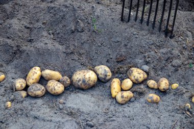 Potatoes being harvested. Fresh organic potatoes are lifted out of the ground with a pitchfork and stored. Farmer in the garden. Harvesting potatoes from soil.