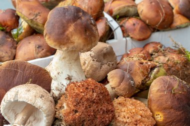 Sonbaharda yenilebilir orman mantarları. Masadaki mantar, kestane, güneş şemsiyesi ve kıvırcık tavuk ya da şişman tavuk gibi farklı mantarlara odaklan. Arka planda mantar sepeti.