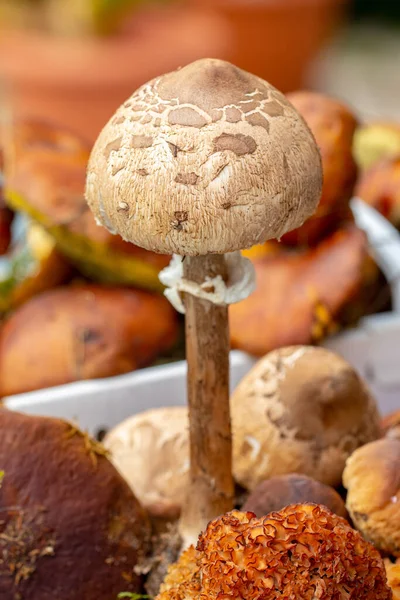 Edible forest mushrooms in autumn. Selective focus on the cap of a parasol mushroom (Macrolepiota procera) in front of different mushroom species in a basket on table.